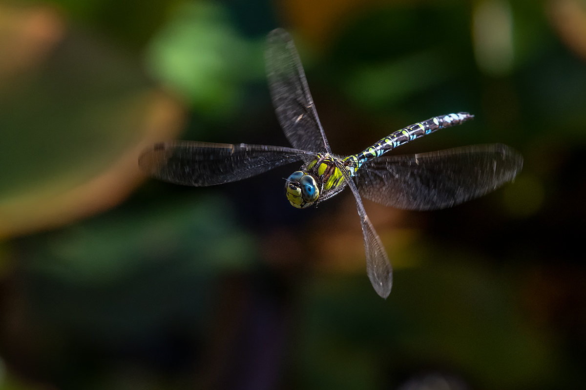 20180927_D500_3836NF.jpg