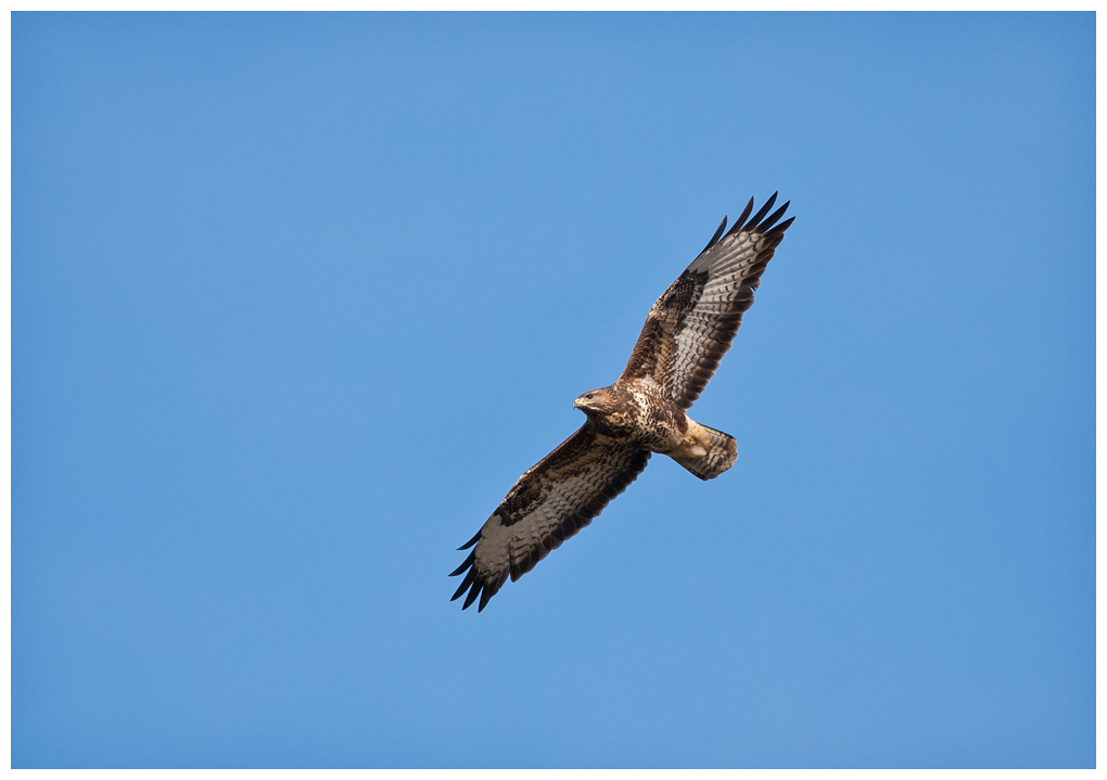 Bussard009.jpg