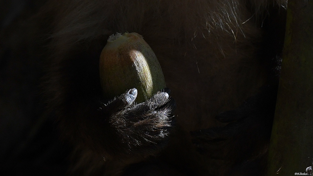 Detailaufnahme einer Affenhand mit einer Frucht der Acuri Palme