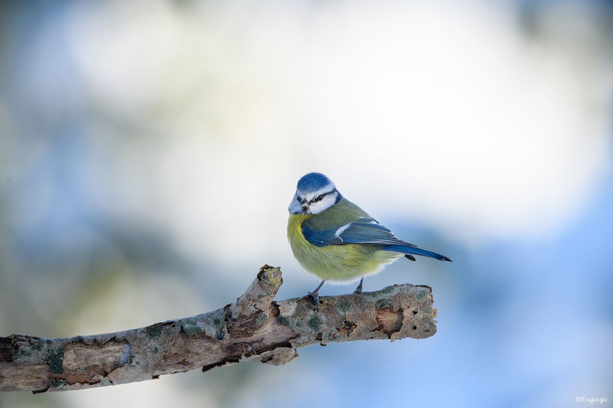DSC_9195.jpg