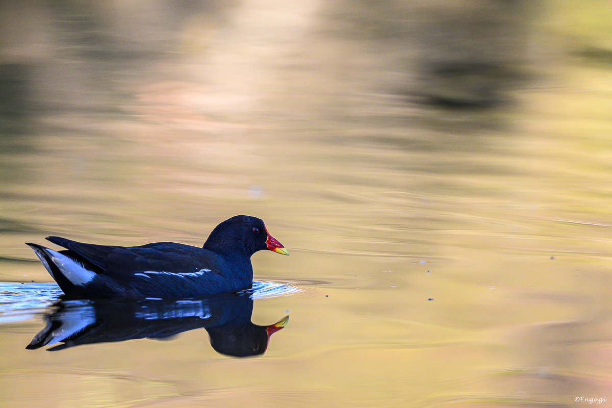 DSC_1724.jpg