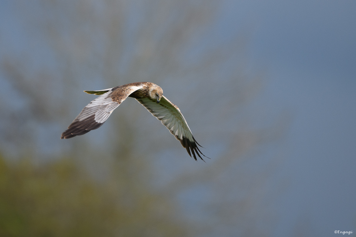 DSC_8206.jpg