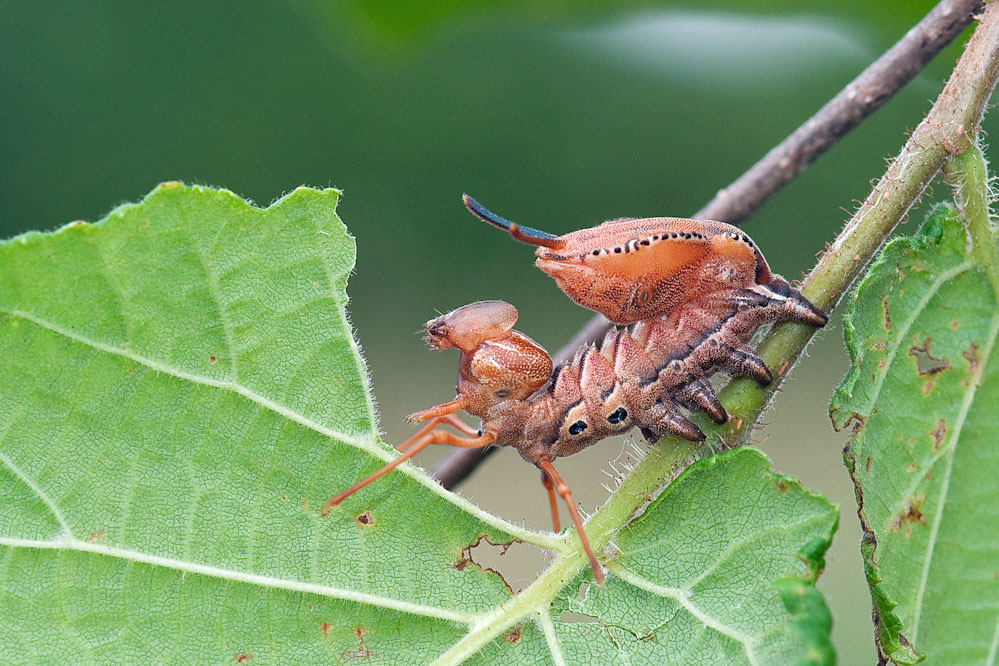 nf_stauropus2_slo_stanjel_130627.jpg