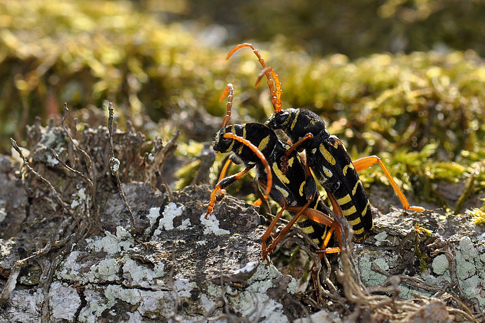 p_arcuatus_3.jpg