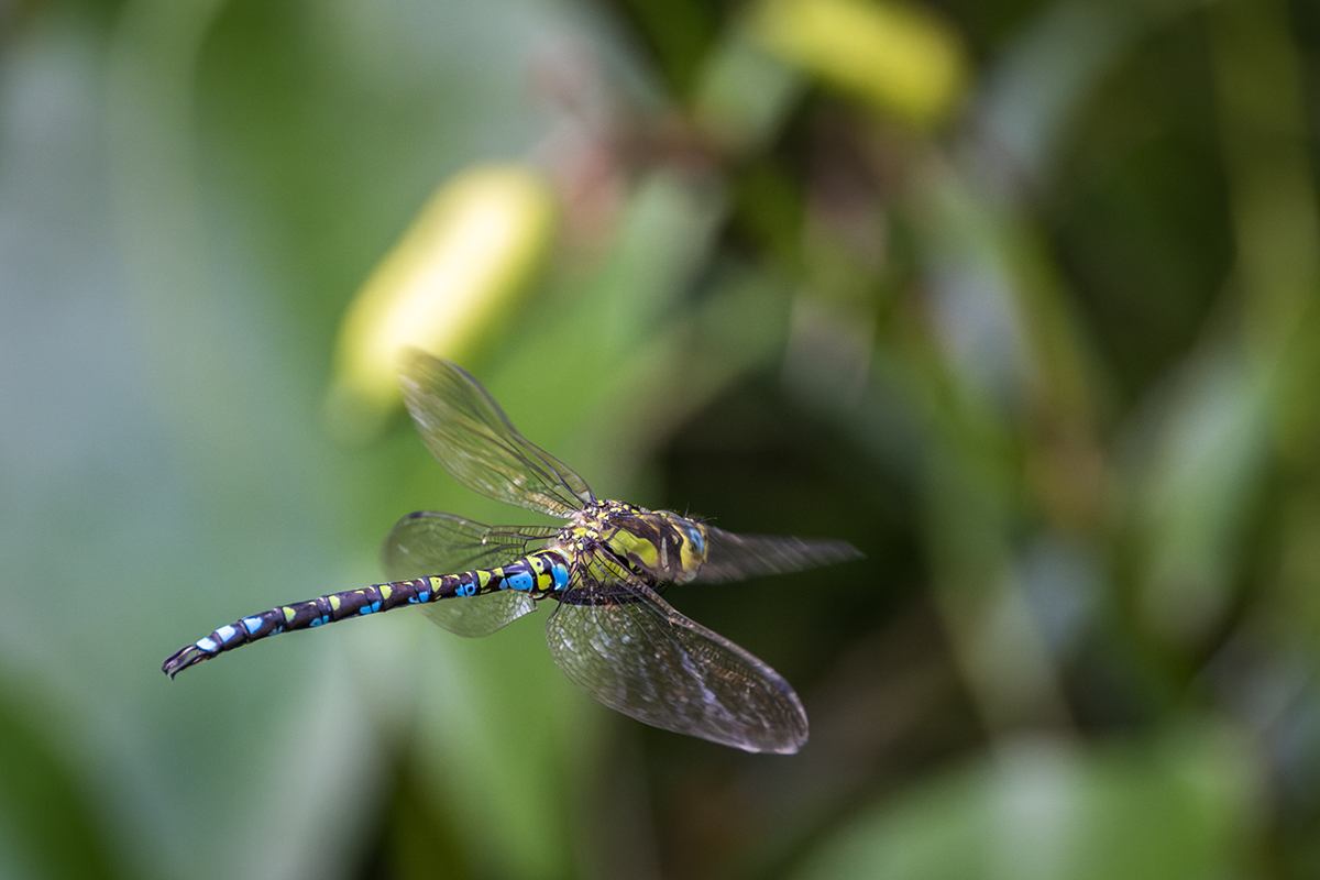 20220819_NZ9_3458_DPNF.jpg