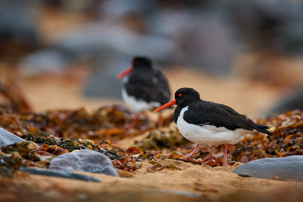 DSC_0673-XL.jpg