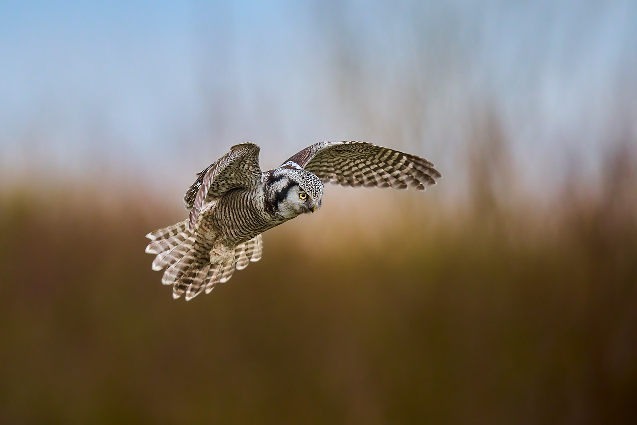 DSC_3245-X2.jpg