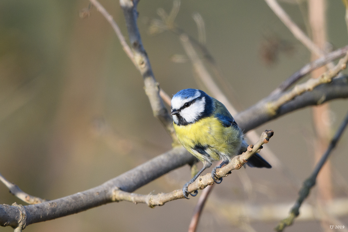 DSC_7258.jpg