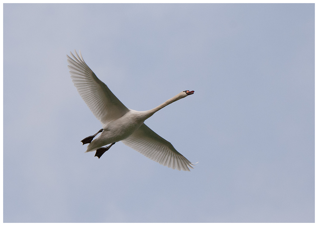 fliegendeschwaene003.jpg