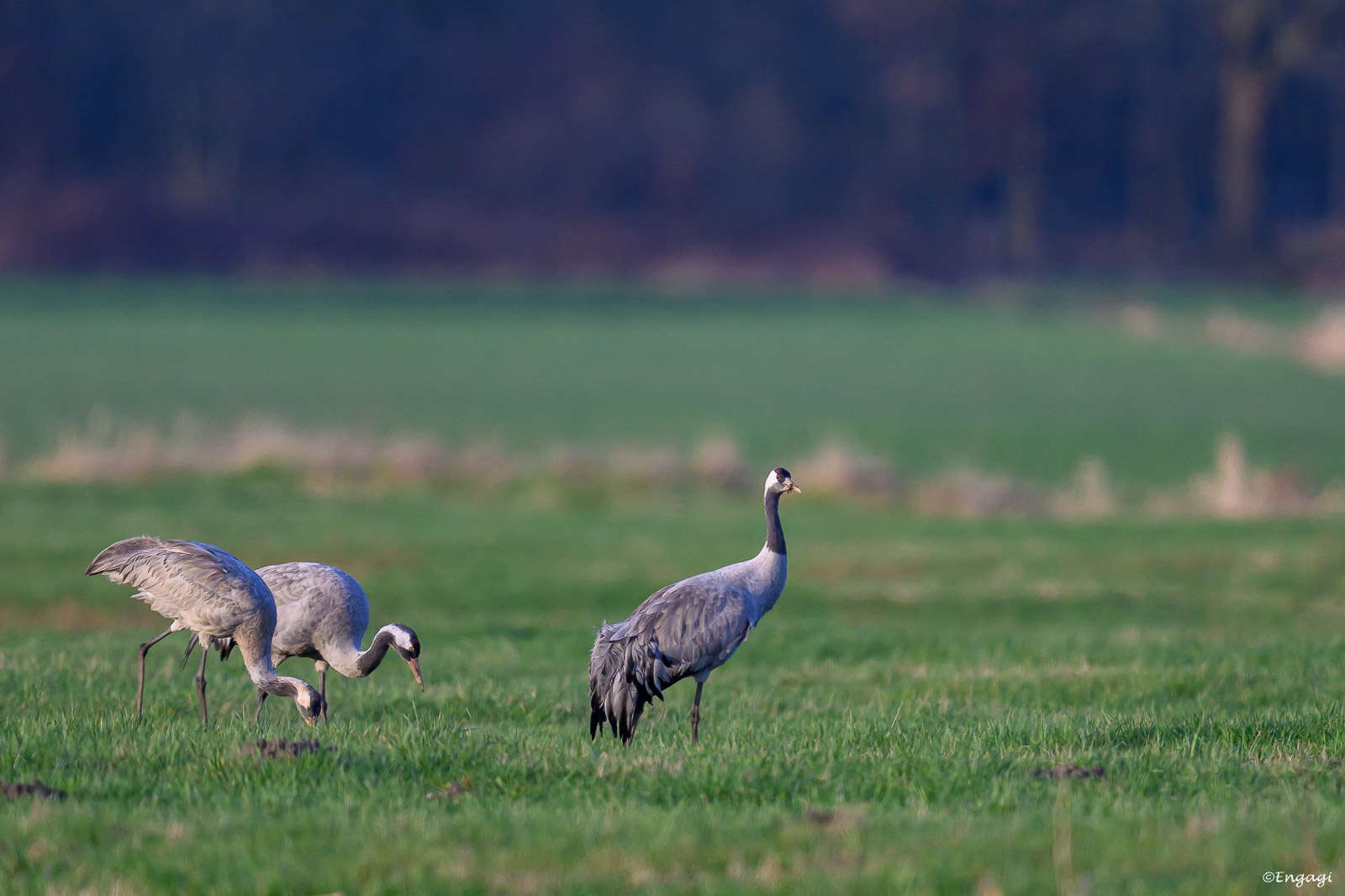 DSC_6617.jpg