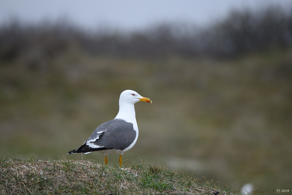 Helgoland%20188.jpg