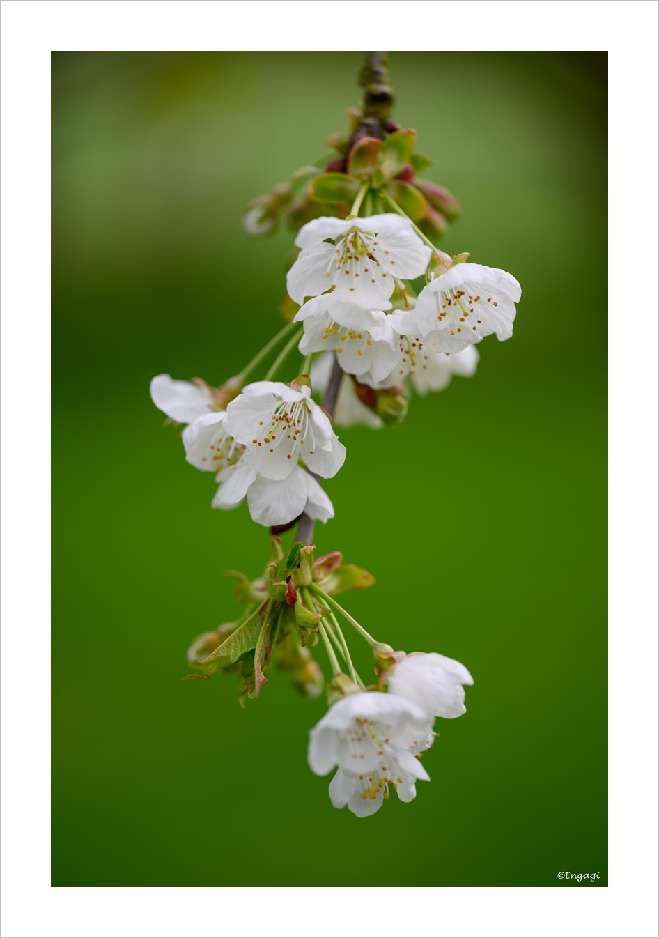 DSC_3329.jpg