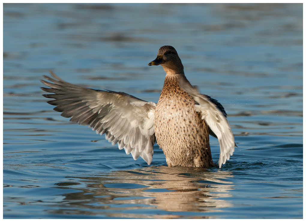 ente002.jpg