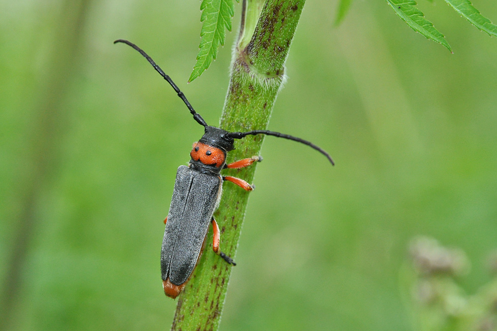 web-phytoecia-nigripes-1.jpg