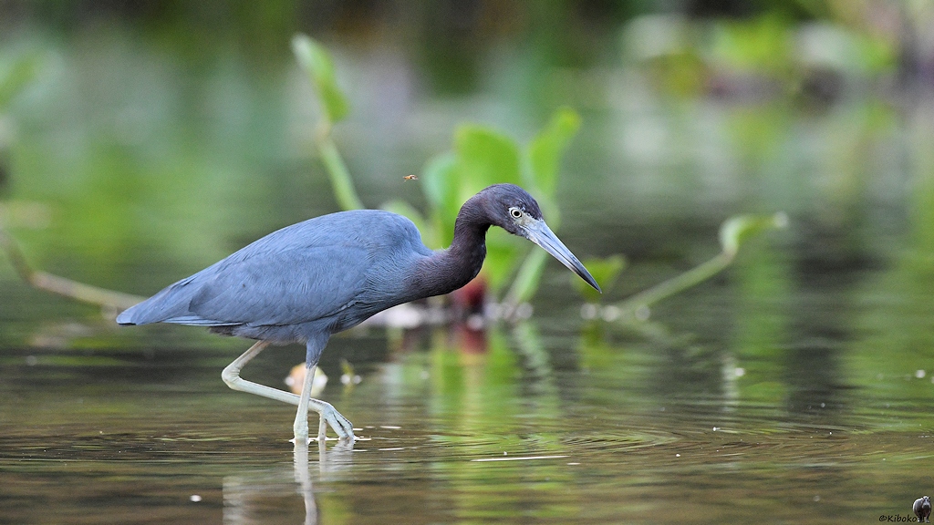 Ein blauer Reiher läuft im flachen Wasser und sucht nach Beute
