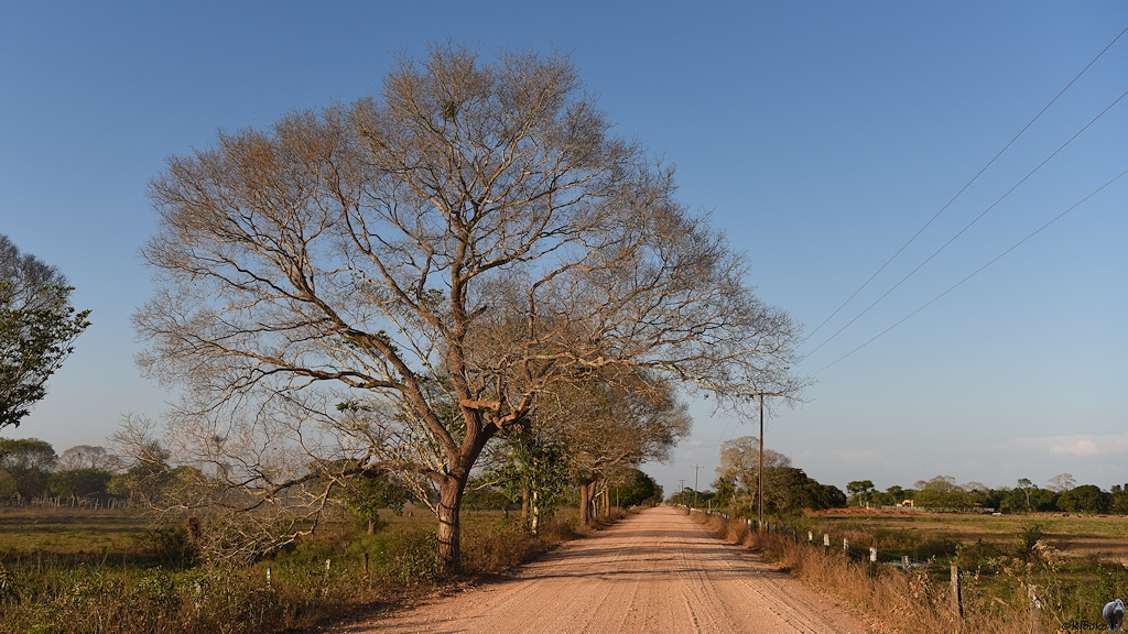 Eine staubige Schotterstraße ist flankiert von Weidezäunen, trockenem Baum und einer Stromleitung