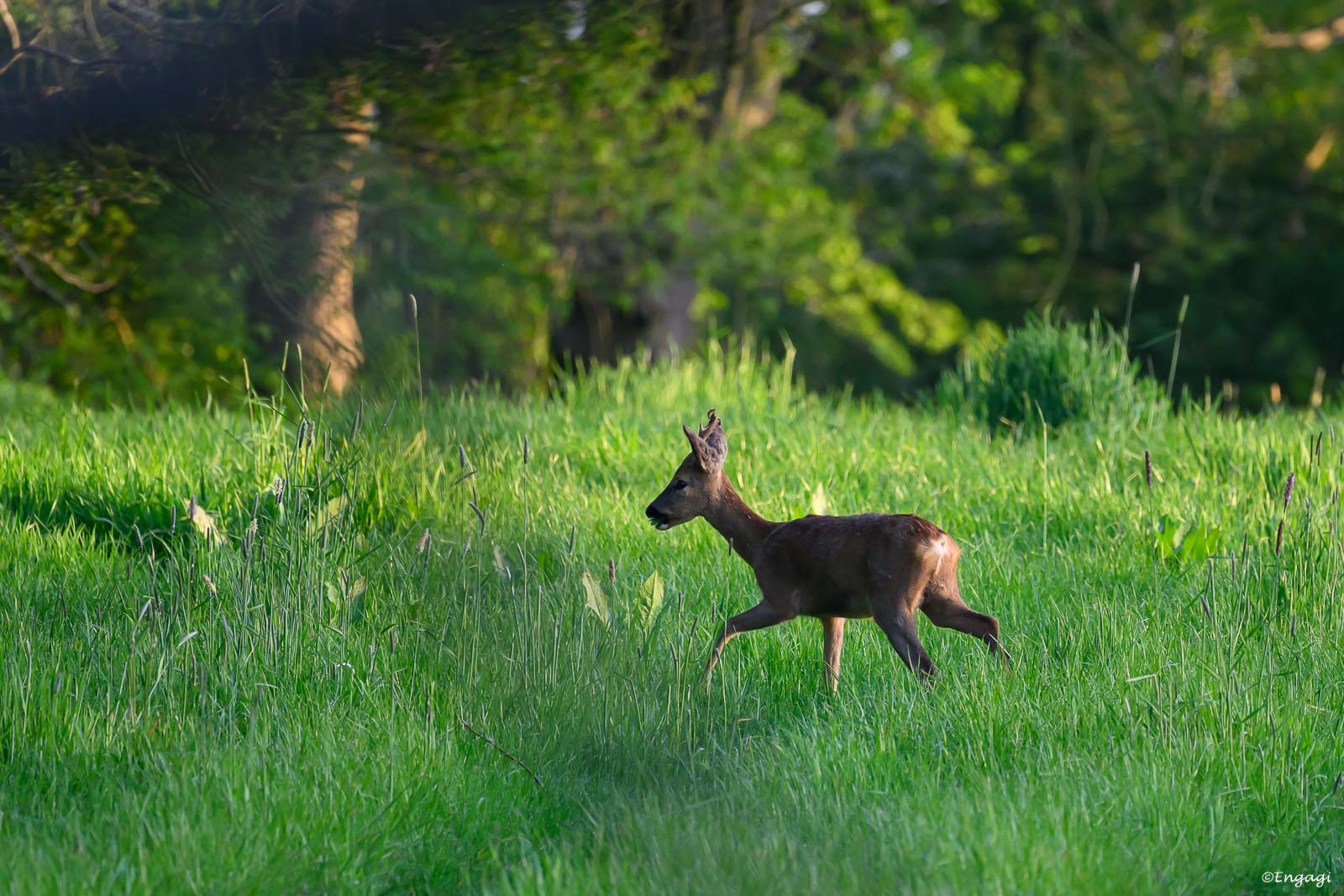 DSC_3668.jpg