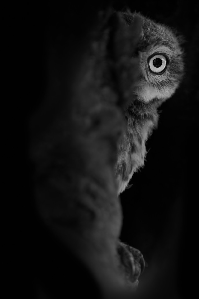DSC_8260-X2.jpg