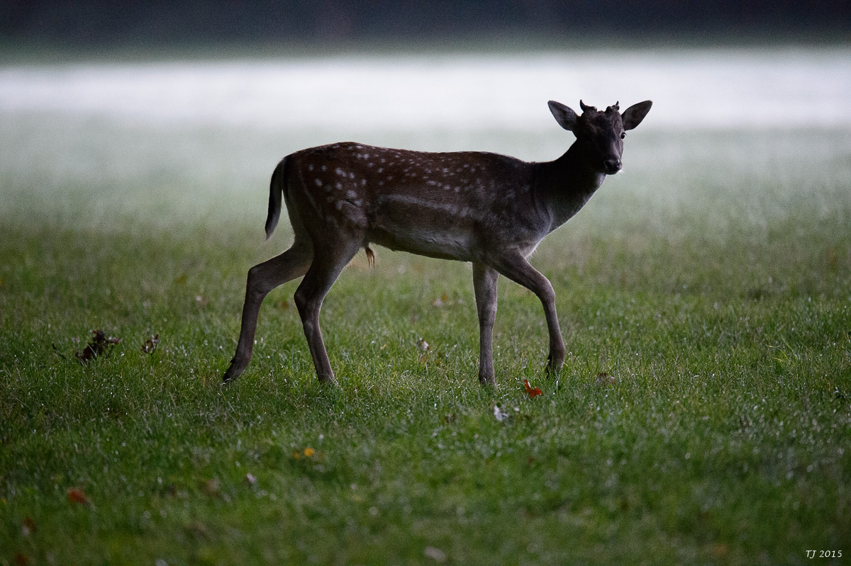 DSC_2278.jpg