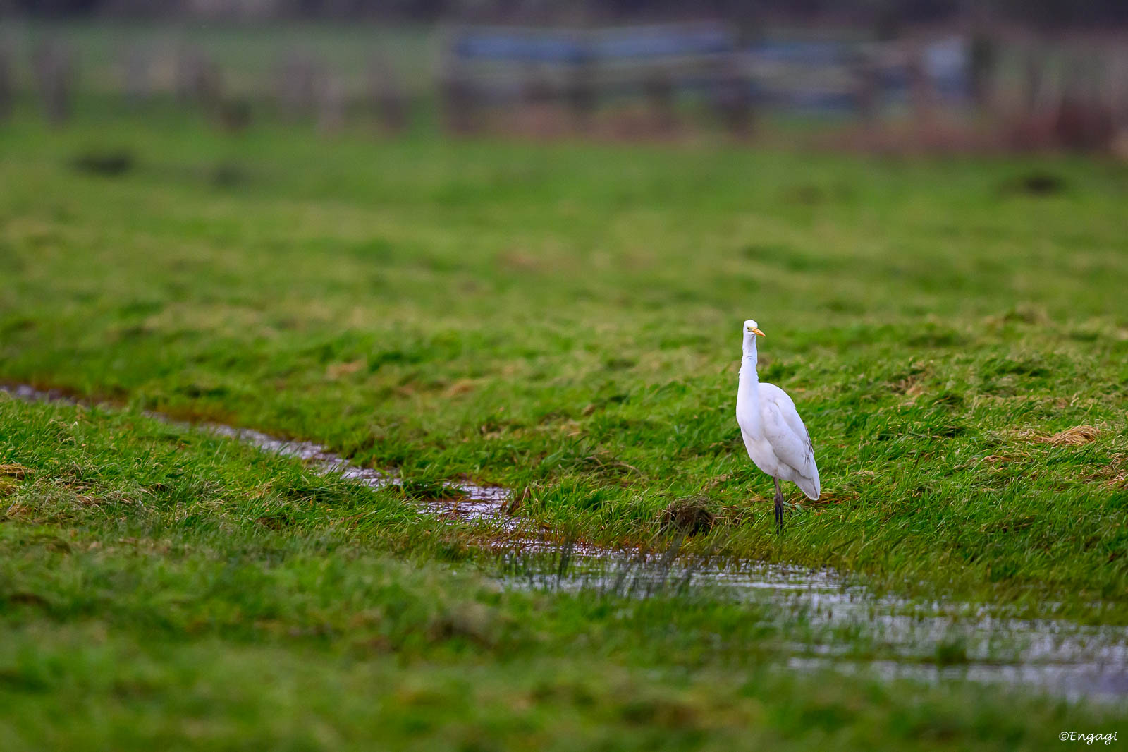 DSC_5263.jpg