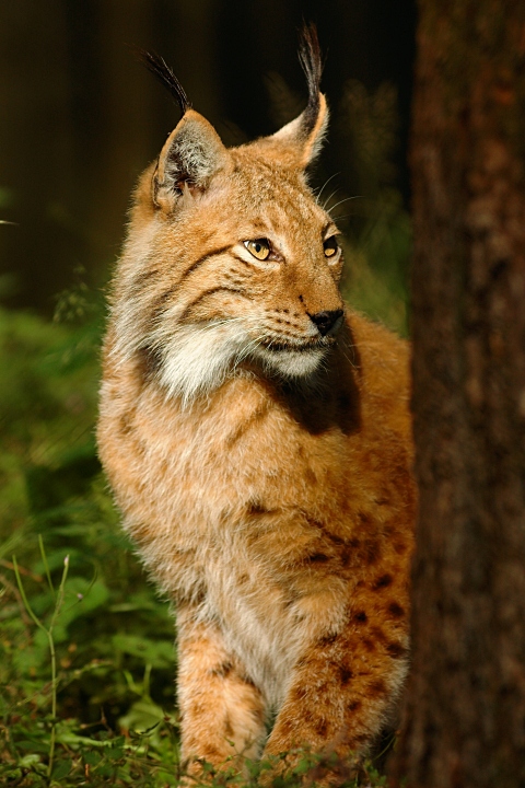 nff_poing0706_luchssitz.jpg