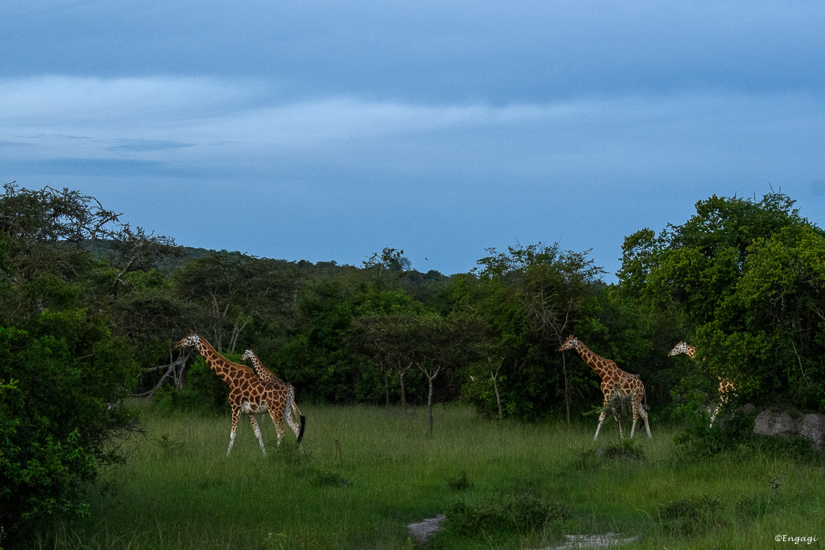 Uganda%202511.jpg