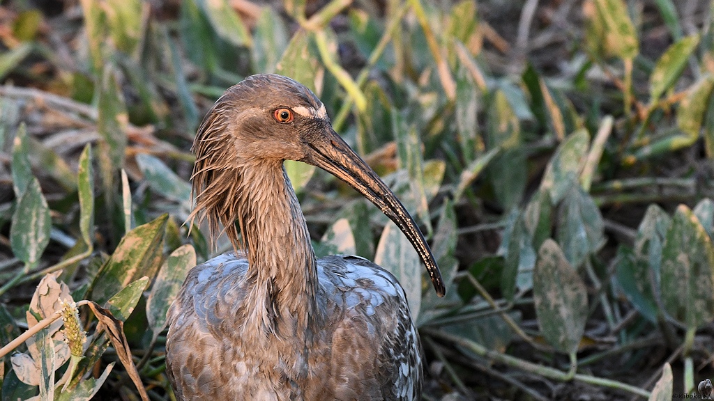 Porträt eines grauen Ibis mit weißem Stirnband und langem gebogenen Schnabel