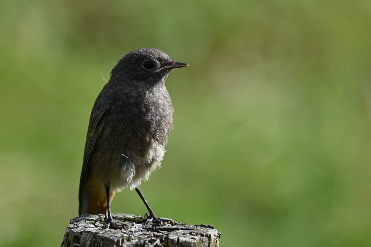 DSC_0580.JPG