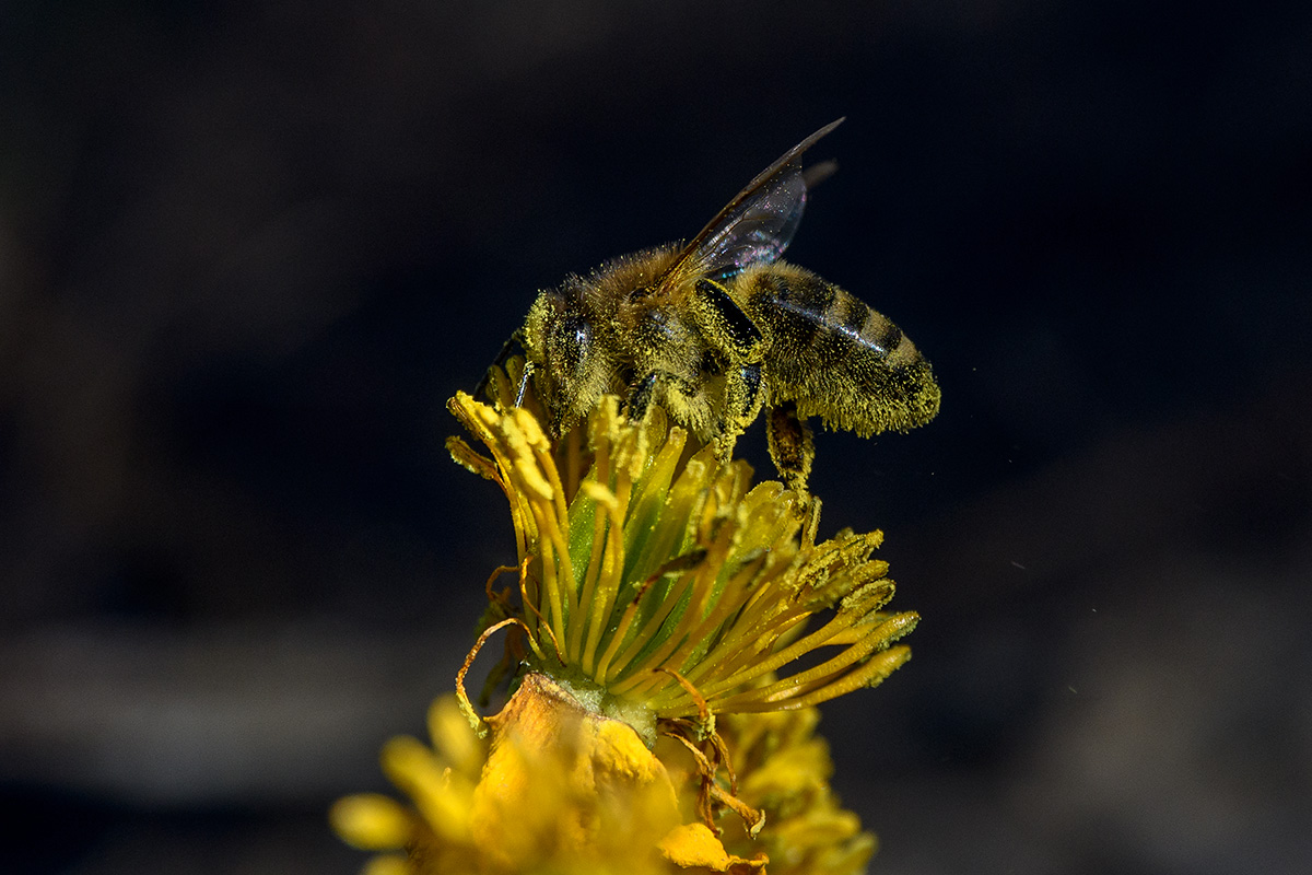 20180419_D500_1010NF.jpg