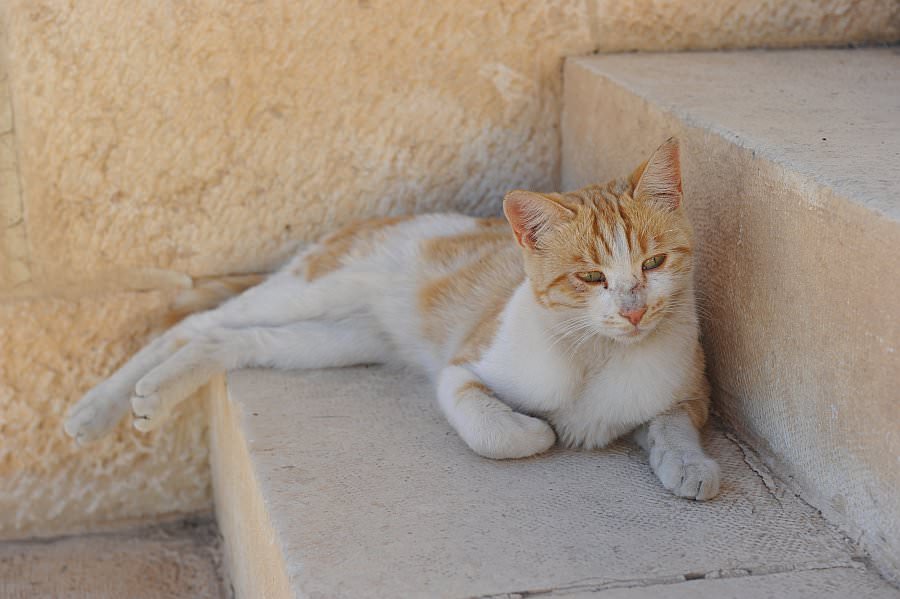 jordanien13_085.jpg