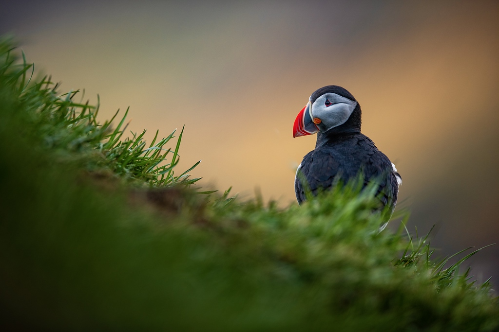 DSC_2521-XL.jpg