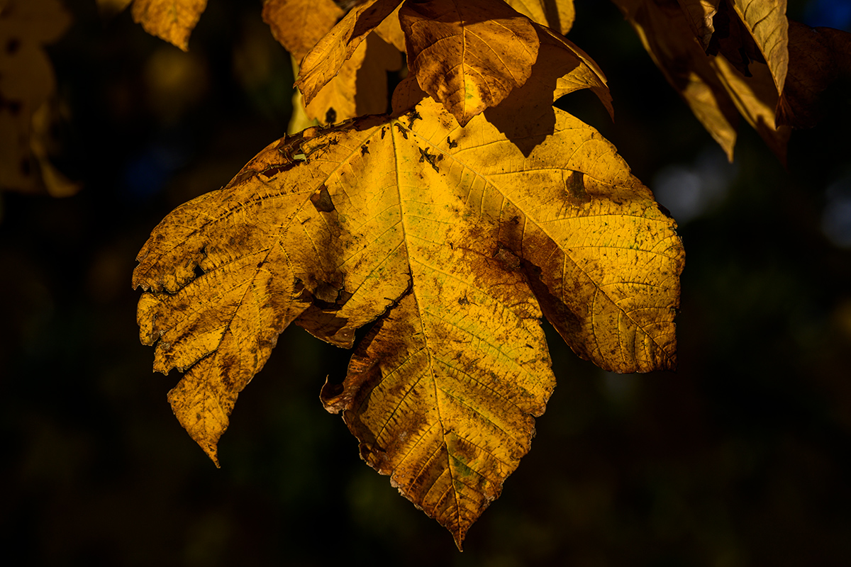 20201028_NZ7_2525NF.jpg