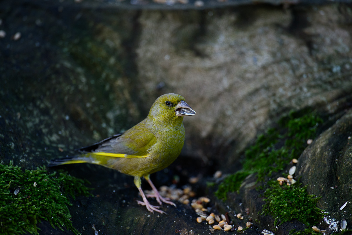 DSC_1298.jpg