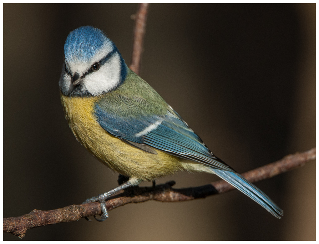 Blaumeise064.jpg