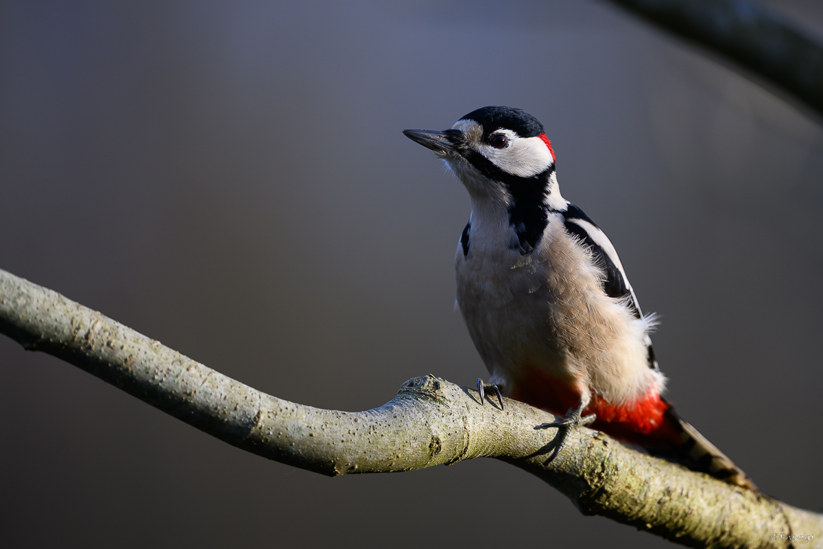 DSC_7247a.jpg