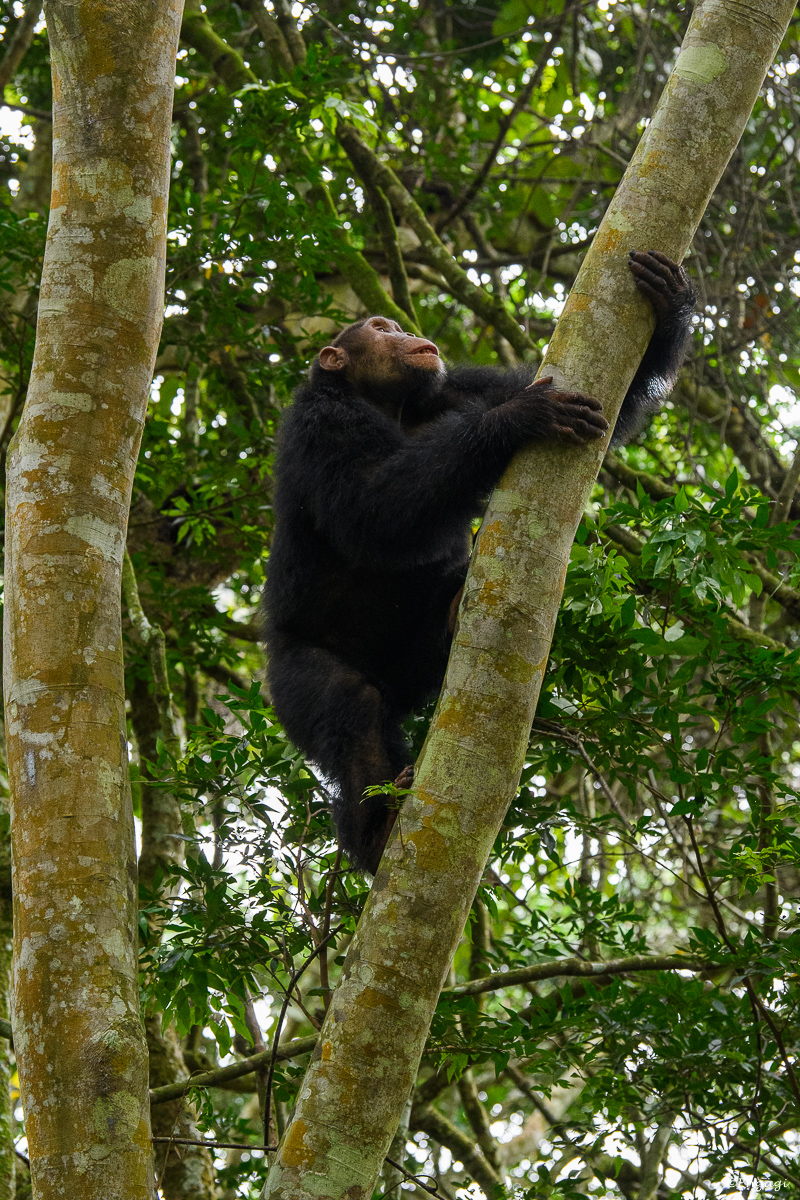Uganda%201322.jpg