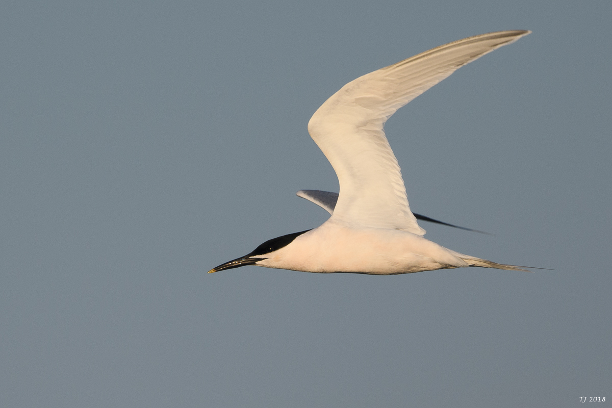 DSC_4298.jpg