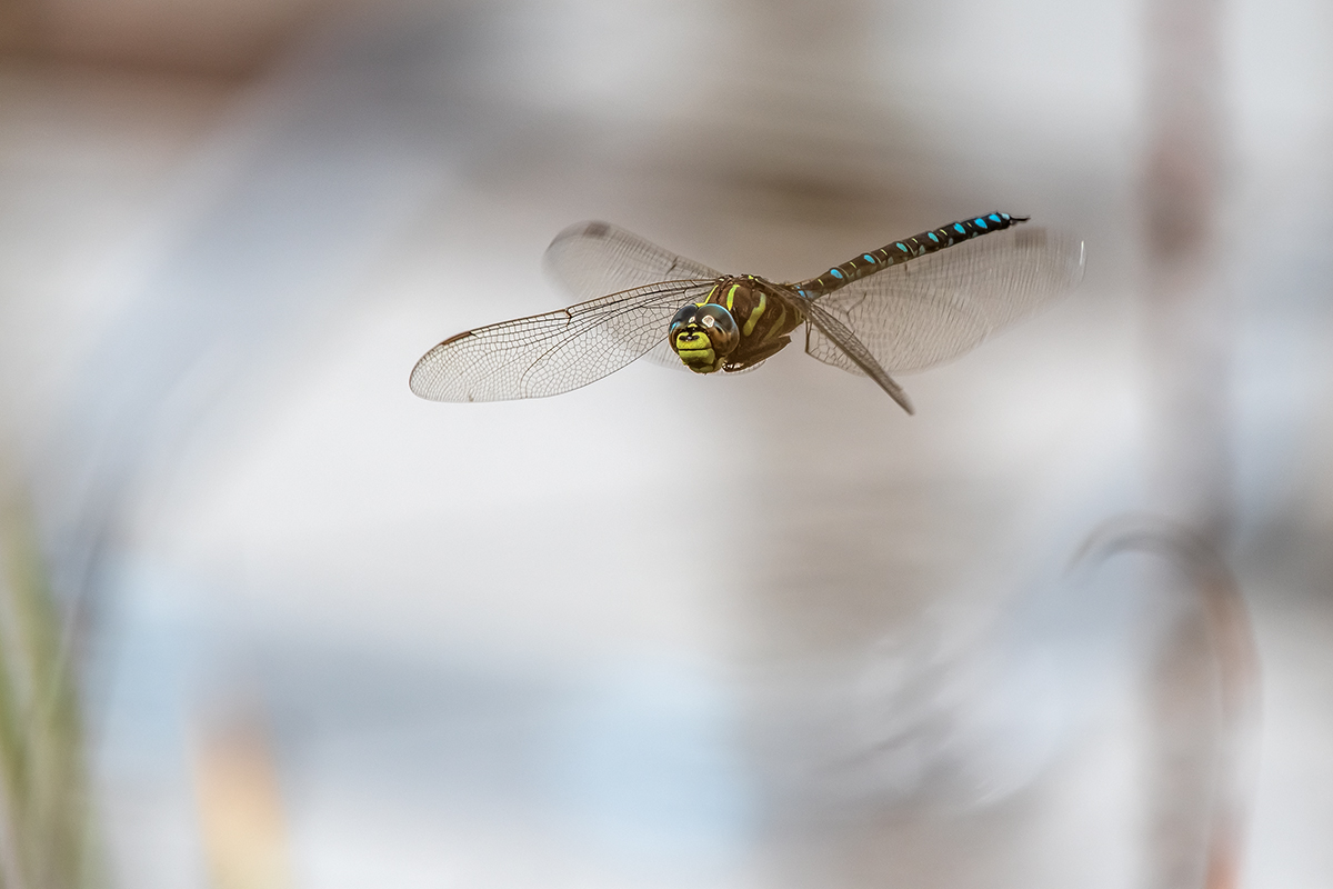 20200911_D500_1070NF.jpg