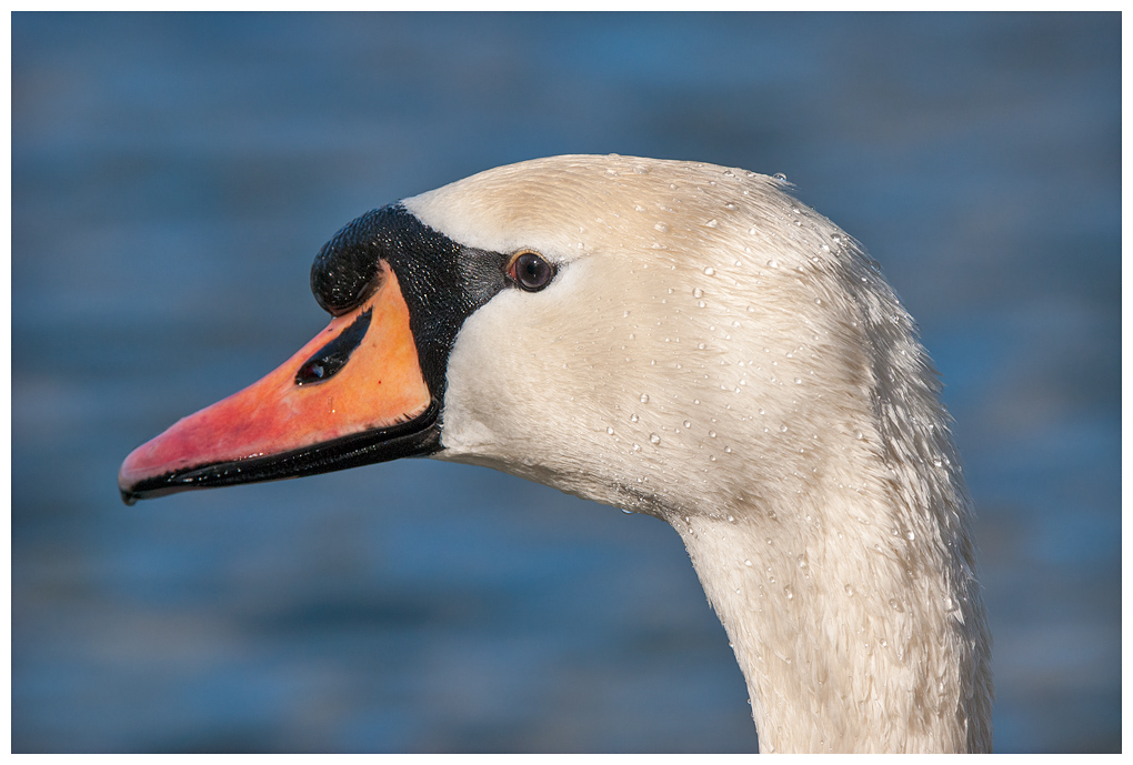 Schwan005.jpg
