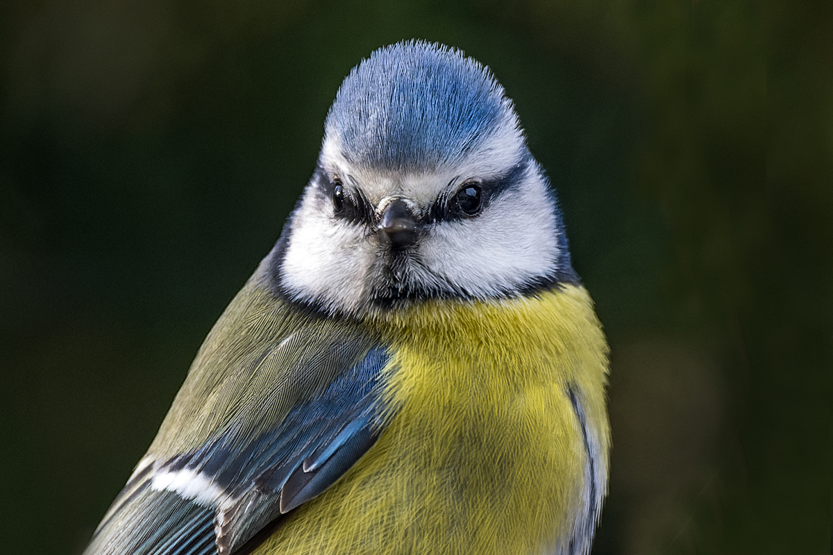 20230317_NZ9_0968v_DPNF.jpg