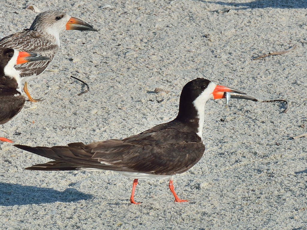 BlackSkimmer1.jpg
