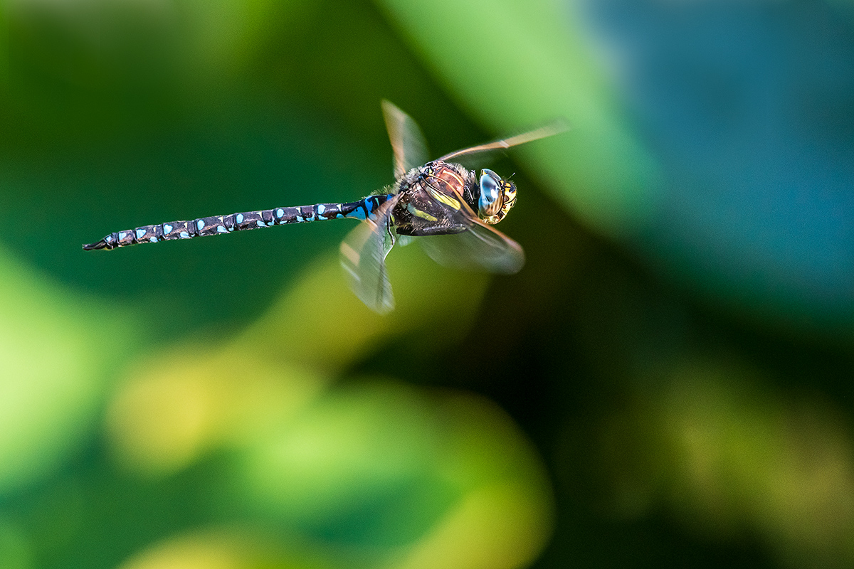 20190626_D500_1196NF.jpg