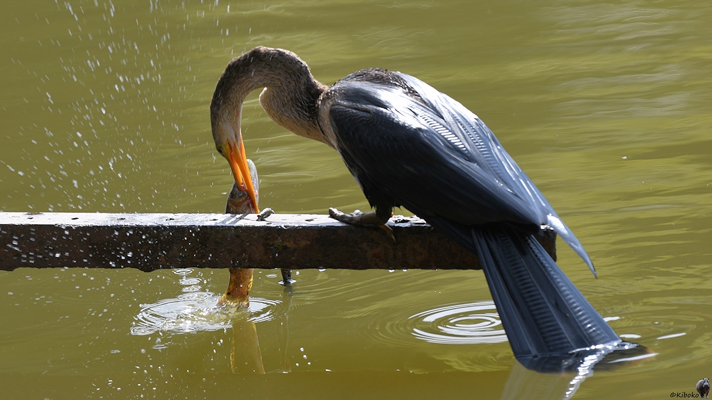 Der Schlangenhalsvogel schleudert den Fisch gegen einen Balken