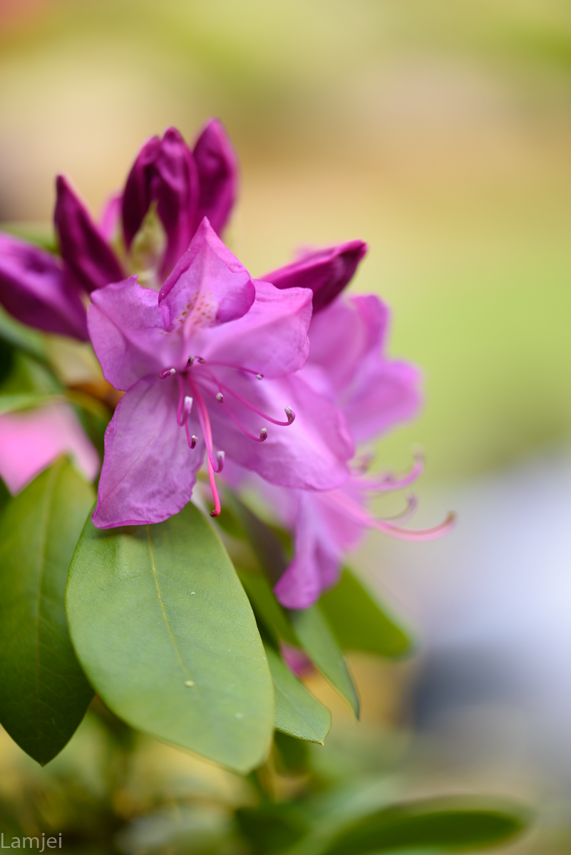 DSC_5865.jpg