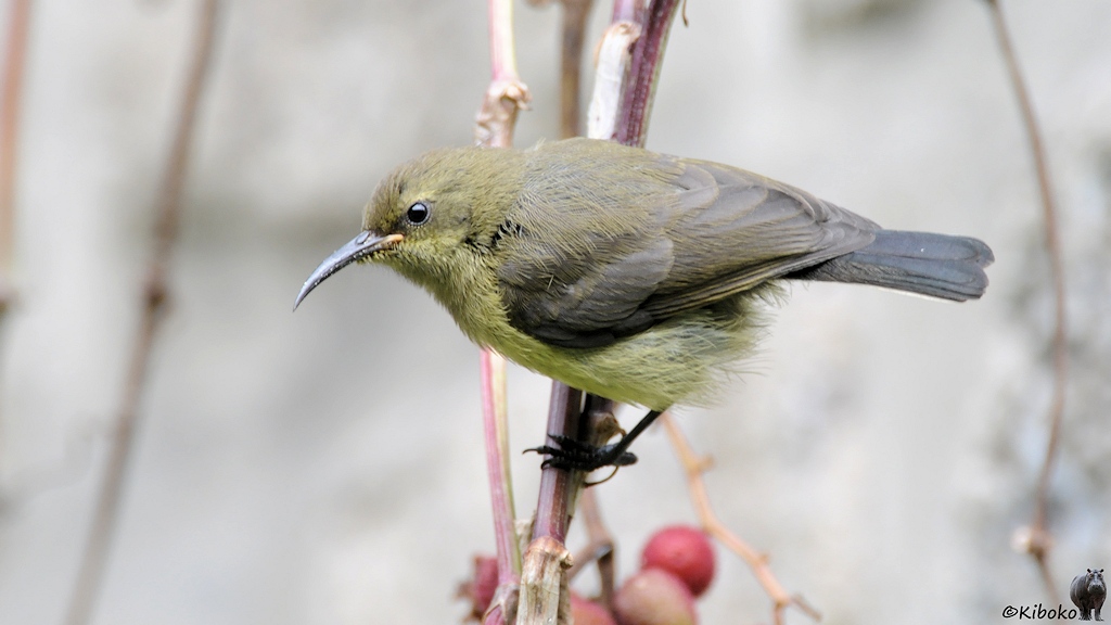 Das Bild zeigt einen kleinen olivgrün-braunen Vogel mit blassgelbem Bauch. Der Vogel hat einen langen, spitzen, leicht nachunten gebogenen Schnabel.
