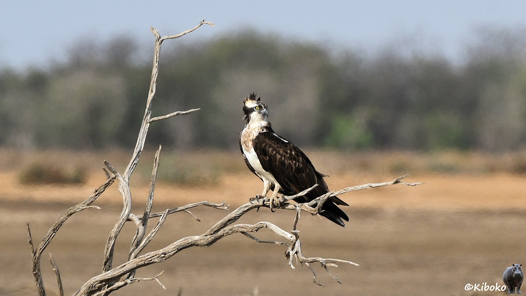 Das Bild zeigt einen weißen Greifvogel mit schwarzen Flügeln und schwarz aufgerichteten Federn auf dem Kopf. Der Vogel sitzt auf einem trockenen Baum. Der Hintergrund ist unscharf.