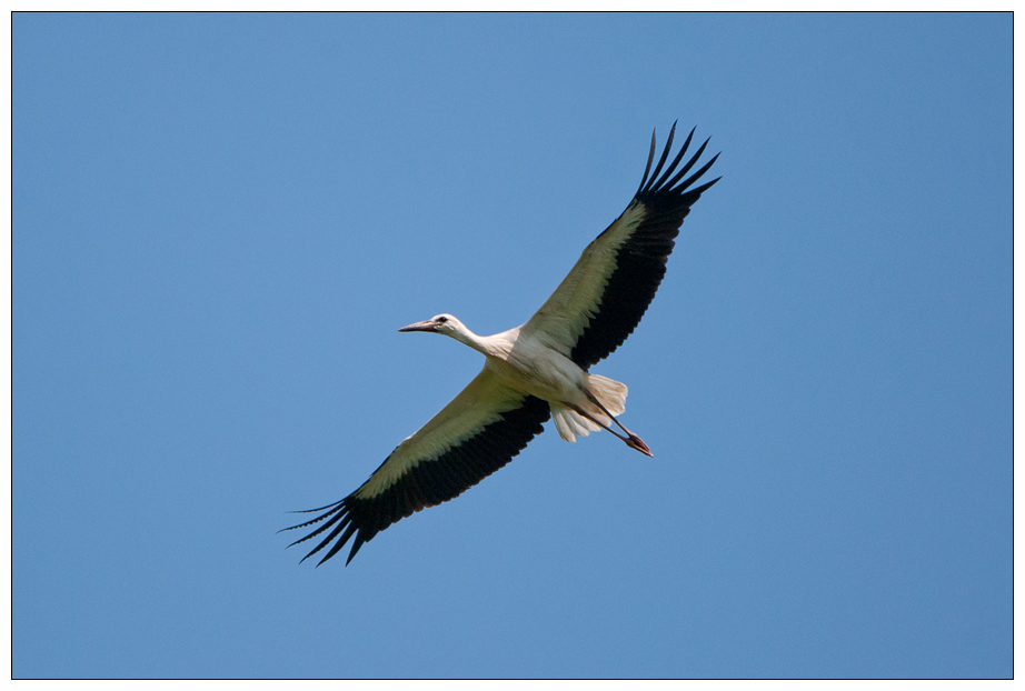 Storch0002.jpg