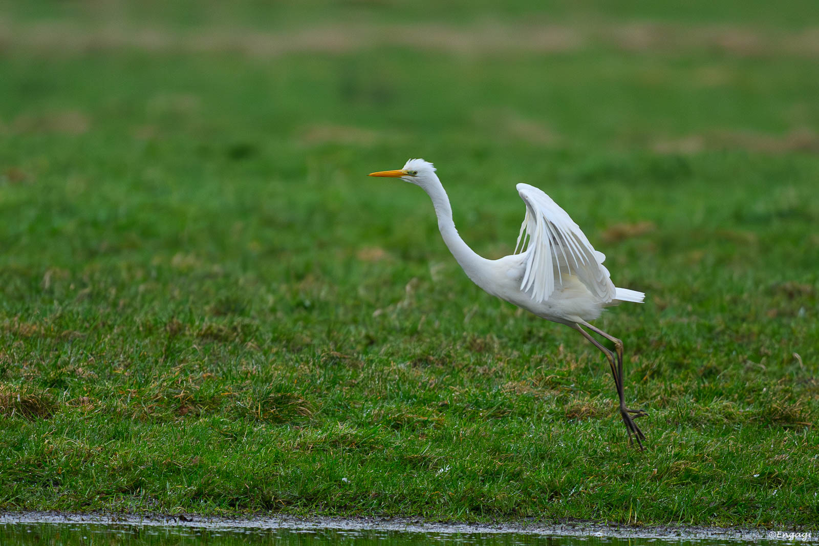 DSC_6085.jpg