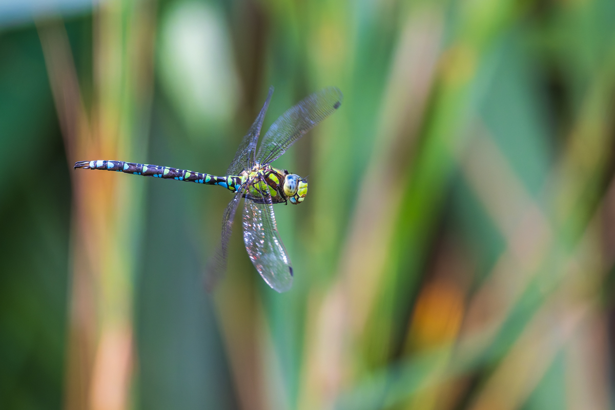 20260916_NZ9_2483_DPXNF.jpg