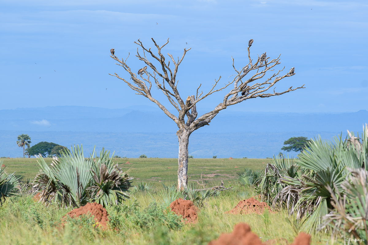 Uganda%200229.jpg